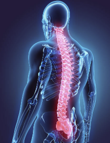 spine